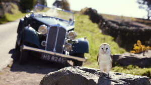 All Creatures Great & Small: 7×3
